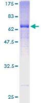 SDS-Page: Recombinant Human Mindin/Spondin-2 Protein [H00010417-P01] - 12.5% SDS-PAGE Stained with Coomassie Blue.