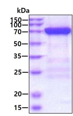 SDS-PAGE Recombinant Human MxA/Mx1 His Protein