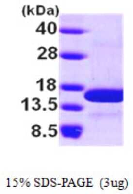 SDS-Page: Recombinant Human NHP2L1 Protein [NBP1-50896] - 15 % SDS-PAGE (3ug)