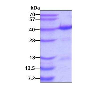 SDS-Page: Recombinant Human NTH1 His Protein [NBP1-72459] - 3ug by SDS-PAGE under reducing condition and visualized by coomassie blue stain.