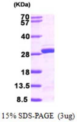 SDS-Page: Recombinant Human NUDT21 Protein [NBP1-51010] - 15 % SDS-PAGE (3ug)