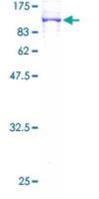 SDS-Page: Recombinant Human Ndufs1 Protein [H00004719-P01] - 12.5% SDS-PAGE Stained with Coomassie Blue.
