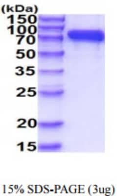 SDS-Page: Recombinant Human Neprilysin/CD10 Protein [NBP2-59882] - 15% SDS-PAGE