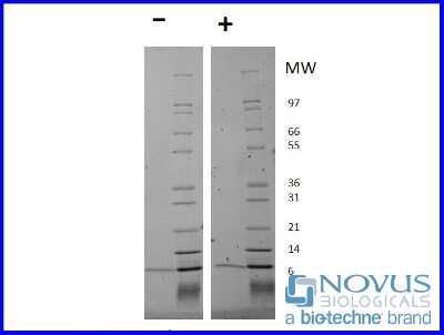 SDS-Page: Recombinant Human Neuregulin-1 beta 1/NRG1 beta 1 Animal-Free Protein [NBP2-76272] - 1 ug in each lane (-) non-reducing conditions and (+) reducing conditions in a 4-20% Tris-Glycine gel.