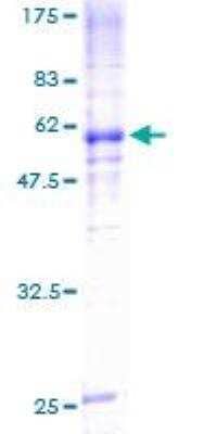 SDS-Page: Recombinant Human Nicotinic Acetylcholine R alpha 7/CHRNA7 Protein [H00001139-P01] - 12.5% SDS-PAGE Stained with Coomassie Blue.