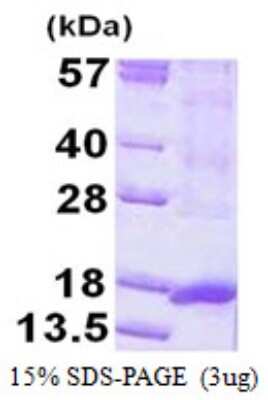 SDS-Page: Recombinant Human ORAOV1 Protein [NBP1-99006] - 15% SDS-PAGE (3ug)