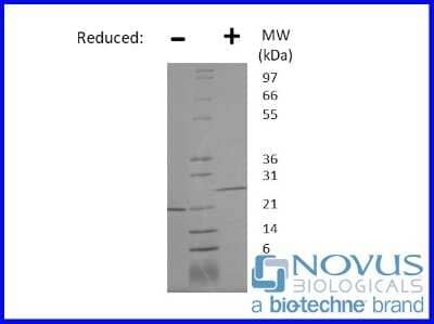SDS-Page: Recombinant Human Oncostatin M/OSM Animal-Free Protein [NBP2-76220] - 1 ug in each lane (-) non-reducing conditions and (+) reducing conditions in a 4-20% Tris-Glycine gel.