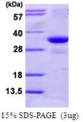 SDS-Page: Recombinant Human PAC2 Protein [NBP1-72453] - 15% SDS-PAGE (3ug)