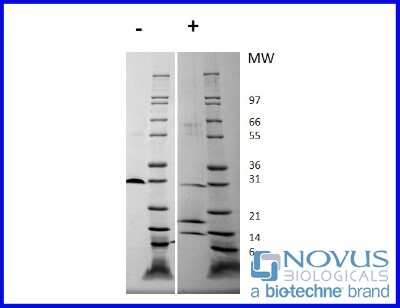 SDS-Page: Recombinant Human PDGF-AB Heterodimer Animal-Free Protein [NBP2-76292] - 1 ug in each lane (-) non-reducing conditions and (+) reducing conditions in a 4-20% Tris-Glycine gel.