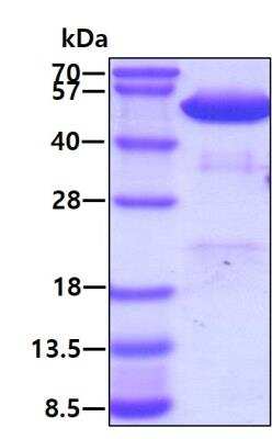 SDS-Page: Recombinant Human PDIA6 Protein [NBP1-50859] - 3ug by SDS-PAGE under reducing condition and visualized by coomassie blue stain