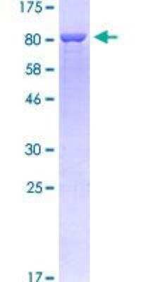 SDS-Page: Recombinant Human PDLIM5 Protein [H00010611-P01] - Quality control testing: 12.5% SDS-PAGE stained with Coomassie Blue.