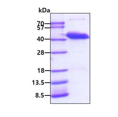 SDS-Page: Recombinant Human PECI Protein [NBP1-45270] - 3ug by SDS-PAGE under reducing condition and visualized by coomassie blue stain