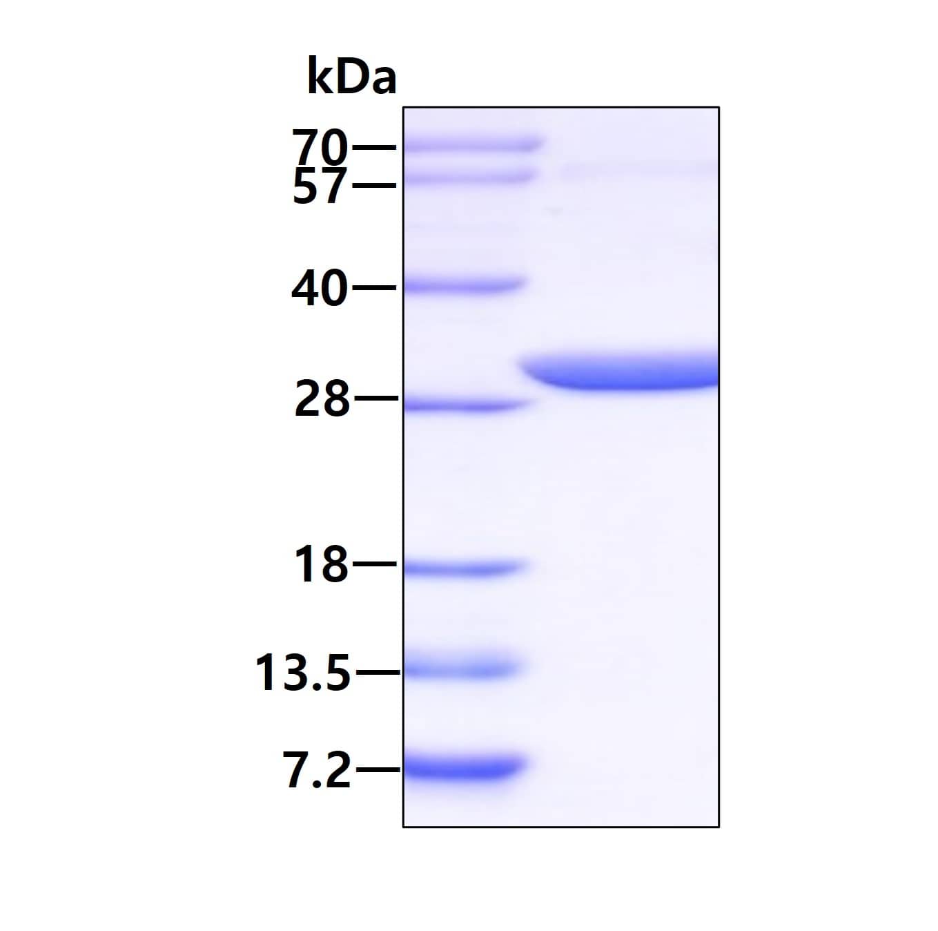 SDS-Page: Recombinant Human PGLS Protein [NBP1-49446] - 3ug by SDS-PAGE under reducing condition and visualized by coomassie blue stain.