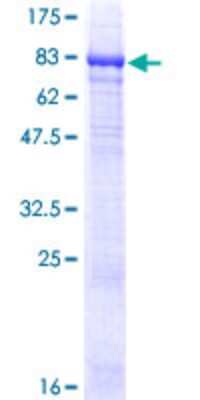 SDS-Page: Recombinant Human PI4KAP2 Protein [H00375133-P02] - 12.5% SDS-PAGE Stained with Coomassie Blue.