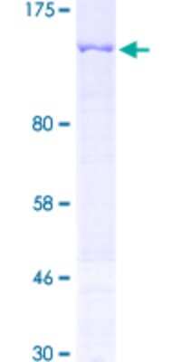 SDS-Page: Recombinant Human PKN3 Protein [H00029941-P02] - 12.5% SDS-PAGE Stained with Coomassie Blue.