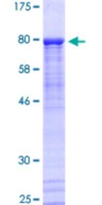 SDS-Page: Recombinant Human PKNOX2 Protein [H00063876-P01] - 12.5% SDS-PAGE Stained with Coomassie Blue.