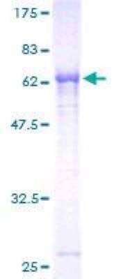 SDS-Page: Recombinant Human PNMA2 Protein [H00010687-P01] - 12.5% SDS-PAGE Stained with Coomassie Blue.
