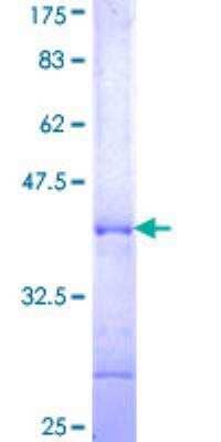 Recombinant Human POLR3A Protein [H00011128-Q01] - 12.5% SDS-PAGE Stained with Coomassie Blue.