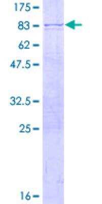 SDS-Page: Recombinant Human POLR3D Protein [H00000661-P01] - 12.5% SDS-PAGE Stained with Coomassie Blue.