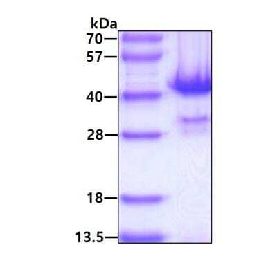 SDS-Page: Recombinant Human PP1 alpha/PPP1A Protein [NBP1-72418] - 3ug by SDS-PAGE under reducing condition and visualized by coomassie blue stain.