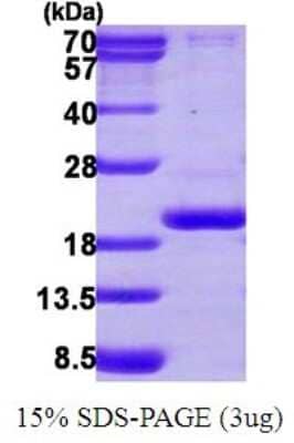 SDS-Page: Recombinant Human PPIL3 Protein [NBP1-72472] - 15% SDS-PAGE (3ug)