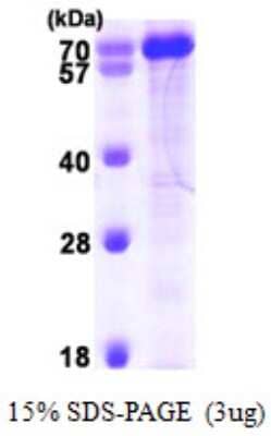 SDS-Page: Recombinant Human PPIL4 Protein [NBP1-50877] - 15 % SDS-PAGE (3ug)