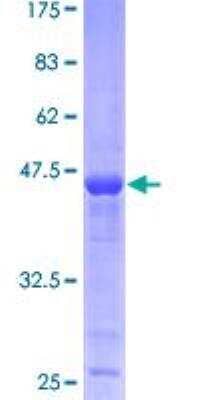 SDS-PAGE Recombinant Human PPP1R14B GST (N-Term) Protein
