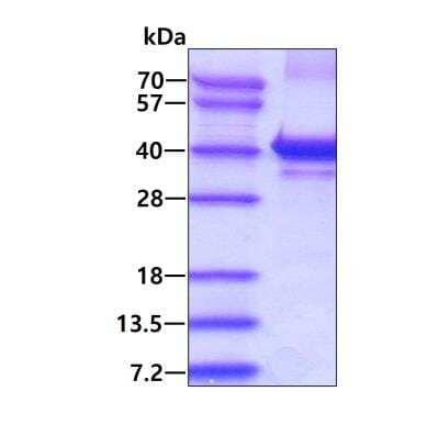 SDS-Page: Recombinant Human PQBP1 His Protein [NBP1-98987] - 3ug by SDS-PAGE under reducing condition and visualized by coomassie blue stain.