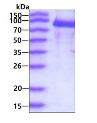 SDS-Page: Recombinant Human PSMA/FOLH1/NAALADase I His Protein [NBP3-12866] - 3ug by SDS-PAGE under reducing condition and visualized by coomassie blue stain