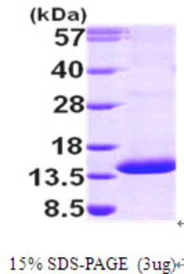 SDS-Page: Recombinant Human PSMG3 Protein [NBP1-49303] - 15 % SDS-PAGE (3ug)