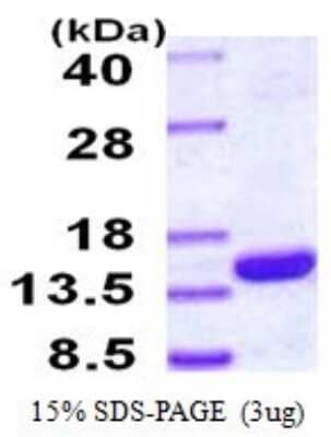 SDS-Page: Recombinant Human PSMG4 Protein [NBP1-78813] - 15% SDS-PAGE (3ug)