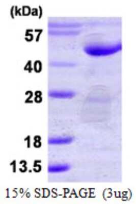 SDS-Page: Recombinant Human PTPN7 Protein [NBP1-99068] - 15 % SDS-PAGE (3ug)