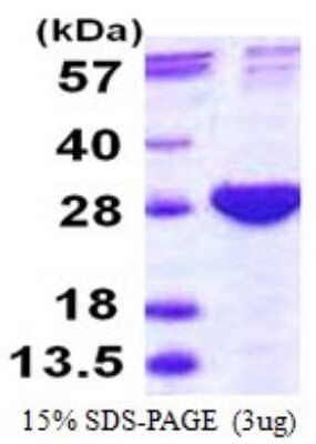 SDS-Page: Recombinant Human Proteasome subunit beta type 4 Protein [NBP1-72545] - 15% SDS-PAGE (3ug)