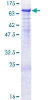 SDS-Page: Recombinant Human Protein S/PROS1 Protein [H00005627-P01] - 12.5% SDS-PAGE Stained with Coomassie Blue.