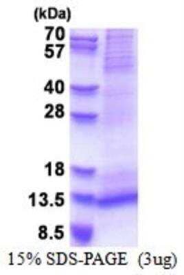 SDS-Page: Recombinant Human RAMP1 Protein [NBP2-51534]