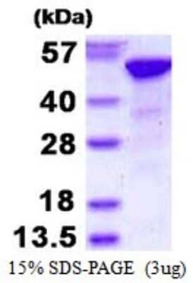 SDS-PAGE Recombinant Human RBBP4/RbAp48 His Protein