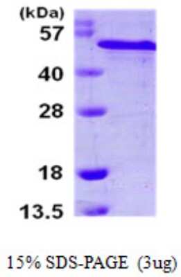 SDS-Page: Recombinant Human RCN2 Protein [NBP1-51066] - 15 % SDS-PAGE (3ug)