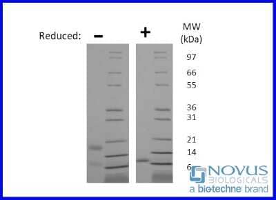 SDS-Page: Recombinant Human RELM beta Protein [NBP2-76297] - 1 ug in each lane (-) non-reducing conditions and (+) reducing conditions in a 4-20% Tris-Glycine gel.
