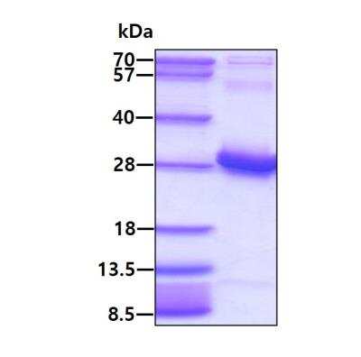 SDS-Page: Recombinant Human RGS16 Protein [NBP1-41226] - 3ug by SDS-PAGE under reducing condition and visualized by coomassie blue stain.