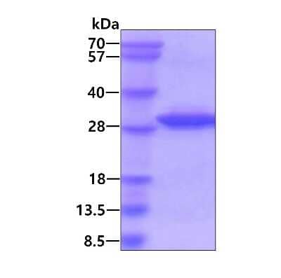 SDS-Page: Recombinant Human RGS2 His Protein [NBP1-51045] - 3ug by SDS-PAGE under reducing condition and visualized by coomassie blue stain.