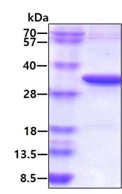 SDS-Page: Recombinant Human RPA2 Protein [NBP1-50878] - 3ug by SDS-PAGE under reducing condition and visualized by coomassie blue stain, 31.7 kDa (293aa) confirmed by MALDI-TOF