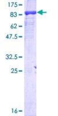 SDS-Page: Recombinant Human RPC62 Protein [H00010623-P02] - 12.5% SDS-PAGE Stained with Coomassie Blue.