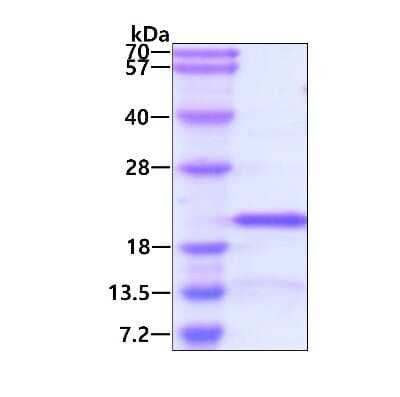 SDS-Page: Recombinant Human RPS13 His Protein [NBP2-23429] - 3ug by SDS-PAGE under reducing condition and visualized by coomassie blue stain.