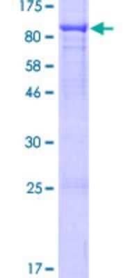 SDS-Page: Recombinant Human RUNDC1 Protein [H00146923-P01] - 12.5% SDS-PAGE Stained with Coomassie Blue.