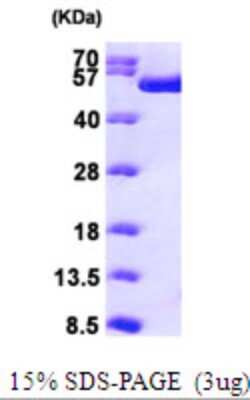 SDS-Page: Recombinant Human RUVBL1 Protein [NBP1-50845] - 15 % SDS-PAGE (3ug)