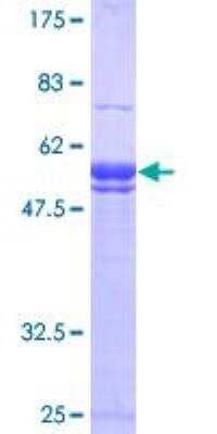 SDS-Page: Recombinant Human RelA/NFkB p65 Protein [H00005970-P01] - 12.5% SDS-PAGE Stained with Coomassie Blue.