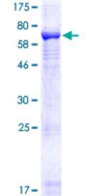 SDS-PAGE Recombinant Human Rubicon GST (N-Term) Protein