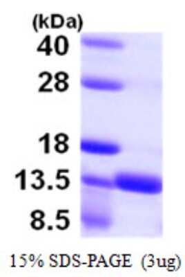 SDS-PAGE Recombinant Human S100A16 His Protein