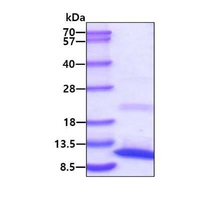 SDS-Page: Recombinant Human S100A8 Protein [NBP1-44482] - 3ug by SDS-PAGE under reducing condition and visualized by coomassie blue stain.