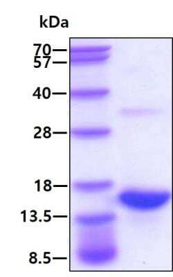 SDS-Page: Recombinant Human S100A9 Protein [NBP1-44500] - 3ug by SDS-PAGE under reducing condition and visualized by coomassie blue stain